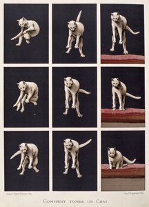 Hogyan esik egy macska, Daniel Bellet A tudomány utolsó csodáiból (chromolitho) alkotó: G. Lasellaz