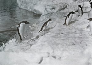 Pingvinek ugrálnak a jéglábra, c1911, 1913.