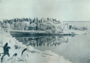 Pingvinek jéglábon, c1911, 1913