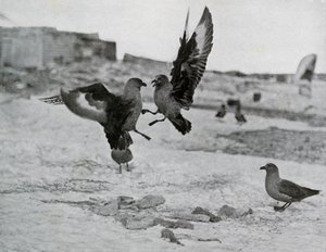 Skua sirályok harcolnak néhány sikló miatt, 1911, 1913