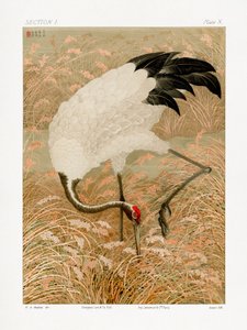 Sarus daru a rizsföldön alkotó: G.a. Audsley