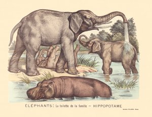 7. oldal: Elefántok: a Hippopotamus család vécéje alkotó: Gabriel Gostiaux