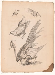 Zes kínai vogels Verschillende kínai vogels (sorozat címe) Különböző kínai madárfajok könyve (sorozat címe)