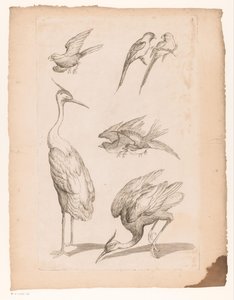 Hét kínai madár, köztük gémek és gémek Különféle kínai madarak (sorozat címe) Livre des differentes éspeces d