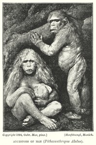 Az ember ősei, Pithecanthropus Alalus (litho)