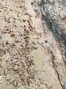  alkotó: Gabriela Aleksandra Szuba