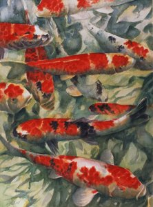 Koi ponty