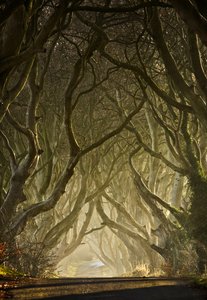 A varázslatos faalagút alkotó: Gary McParland