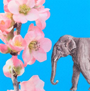 Elefántvirág, 2018, kollázs alkotó: Genevieve French