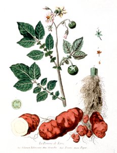 Burgonya, botanikai tányér, G. de Nangis, Franciaország