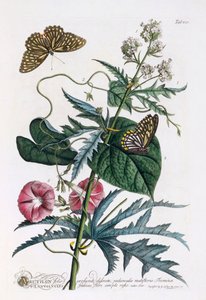 1. Abutilon, 2. Convolvulus, c. 1748-as kézzel színezett metszet. alkotó: "Georg Dionysius Ehret