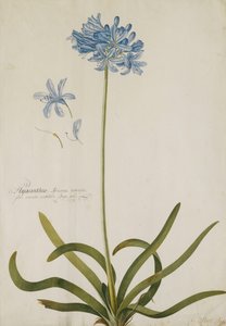 Agapanthus, alkotó: Georg Dionysius Ehret