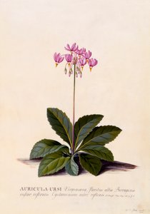 Auricula Ursi Shooting Star, c. 1744-es kézzel színezett metszet.