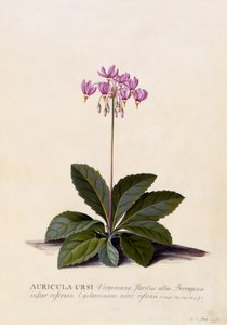 Auricula ursi, Shooting Star, 1744 körül (kézzel színezett metszet) alkotó: Georg Dionysius Ehret