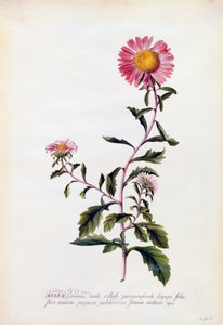 Aster, c. 1743-as kézzel színezett metszet.