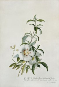 Cistus, 1747