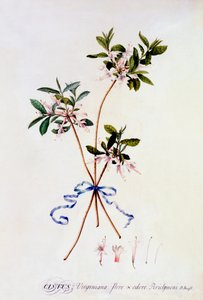 Cistus Virginiana, c. 1743-as kézzel színezett metszet. alkotó: "Georg Dionysius Ehret