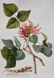 Korallfa (ceruza és akvarell) alkotó: Georg Dionysius Ehret