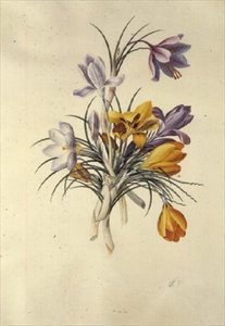 Crocus alkotó: Georg Dionysius Ehret