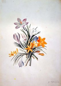 Crocus csokor alkotó: Georg Dionysius Ehret