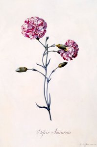Difor Amourius szegfű, c. 1745-ös kézzel színezett metszet. alkotó: "Georg Dionysius Ehret
