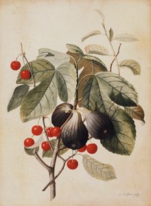 Füge és cseresznye, 1747