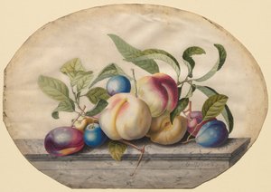 Gyümölcselrendezés: Őszibarack és vízkő márványlapon, 1742. alkotó: Georg Dionysius Ehret
