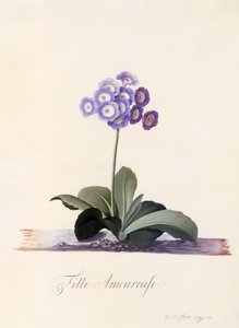 Garden Auricula Szerelmes lány, c. 1743-as kézzel színezett metszet.