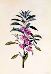 Kerti balzsam Impatiens Balsamina, c. 1746-os kézzel színezett metszet.