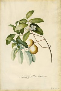 Guava alkotó: Georg Dionysius Ehret