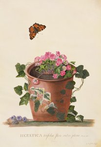 Hepatica trifolia (Nobilis), 1745 (guache, pergamen) alkotó: Georg Dionysius Ehret