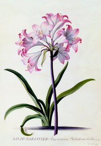 Lilio Narcissus, c. 1744-es kézzel színezett metszet.