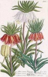 Birodalmi liliom korona alkotó: Georg Dionysius Ehret