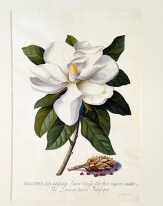 Magnolia Grandiflora, c. 1743-as kézzel színezett metszet.