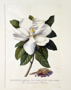 Magnolia grandiflora, 1743 körül (kézzel színezett metszet)