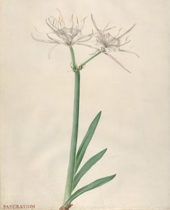 Pancratium, 1738-70. alkotó: Georg Dionysius Ehret