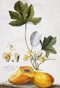 papaya,