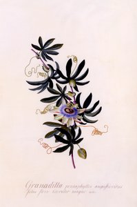 Passiflora Granadilla, c. 1745-ös kézzel színezett metszet.