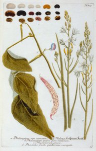 Phalangium, 1737. évi kézzel színezett metszet. alkotó: "Georg Dionysius Ehret