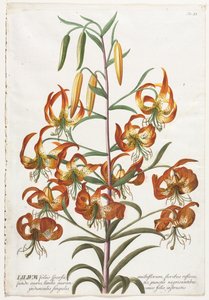 Válogatott növények 11 - Liliom. alkotó: Georg Dionysius Ehret