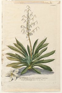 Válogatott növények 37 - Yucca. alkotó: Georg Dionysius Ehret