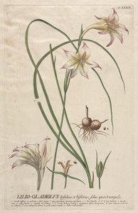 Válogatott növények 39 - Lilio-Gladiolus. alkotó: Georg Dionysius Ehret