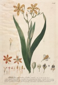 Válogatott növények 52 - Ixia. alkotó: Georg Dionysius Ehret