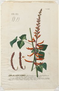 Válogatott növények 58 - Corallodendron. alkotó: Georg Dionysius Ehret
