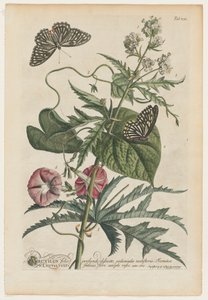 Ritkább növények és lepkék 7, 1748