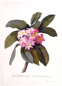 Plumeria, c 1744, kézzel színezett metszet.