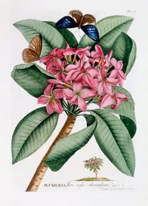 Plumeria, c. 1749-es kézzel színezett metszet.