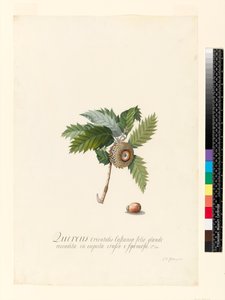 Quercus Orientalis, 1742 (wc és testszín pergamen)
