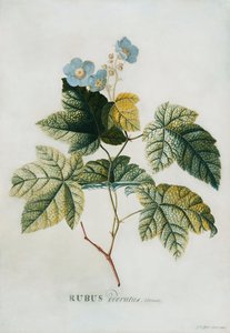 Rubus, 1744