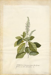 Spiraea alkotó: Georg Dionysius Ehret